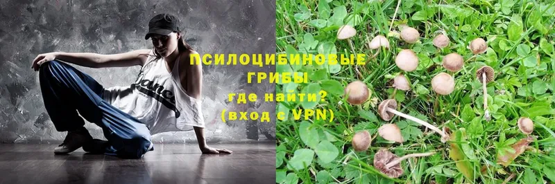 Псилоцибиновые грибы MAGIC MUSHROOMS  Майкоп 